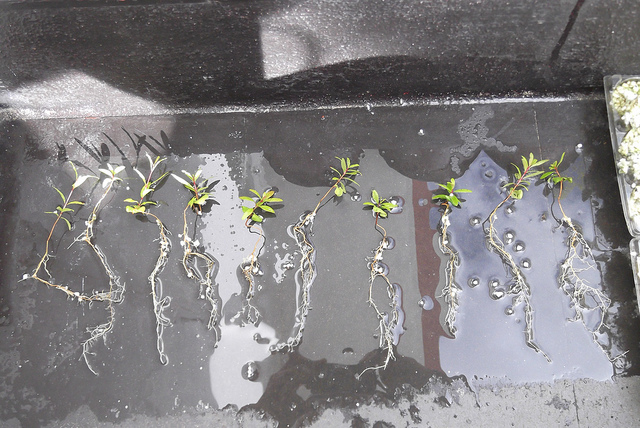 bonsai from seed